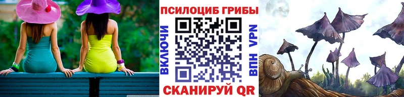 Купить закладки  Тында  Псилоцибиновые грибы Psilocybe 